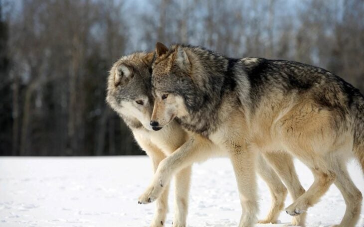 pareja lobos