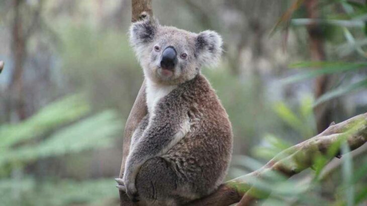 koala