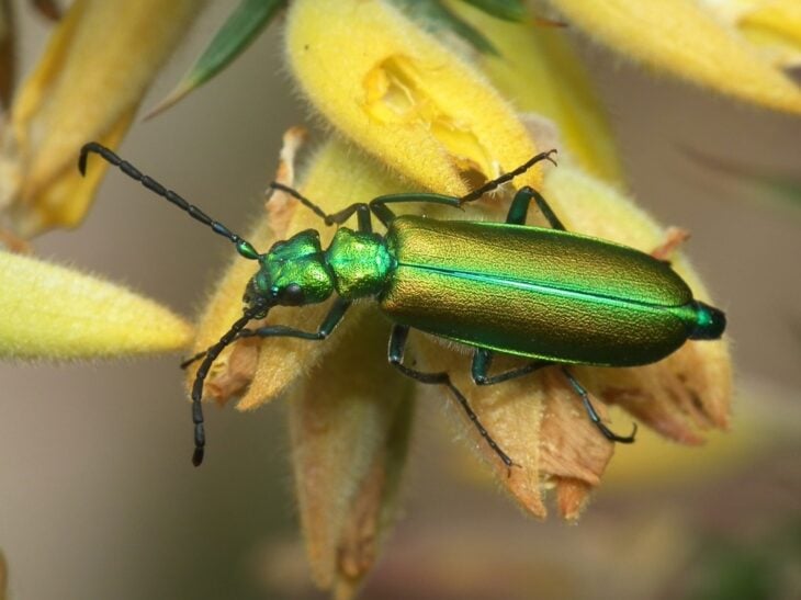 Lytta vesicatoria