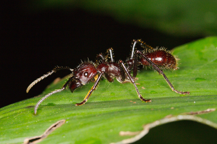 hormiga bala