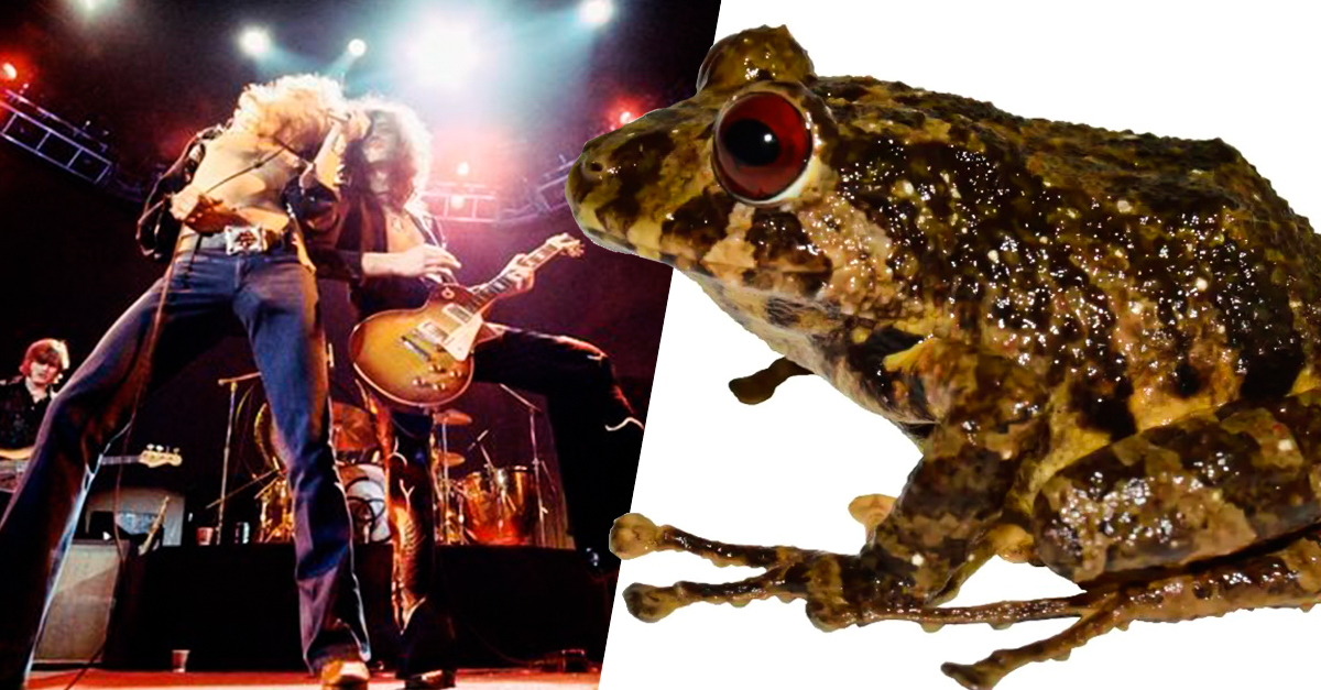 Nueva especie de rana nombrada en honor a Led Zeppelin