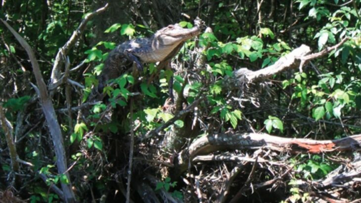 cocodrilo trepa árboles