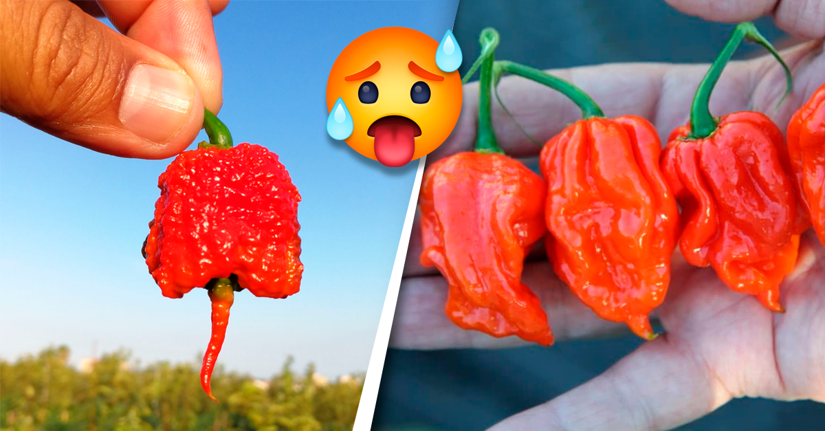 Estos son los 10 chiles más picantes del mundo. Puro fuego