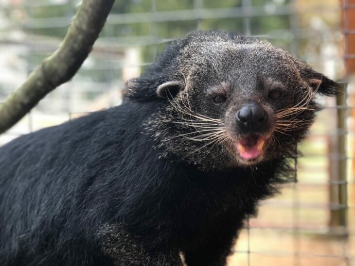 Binturong