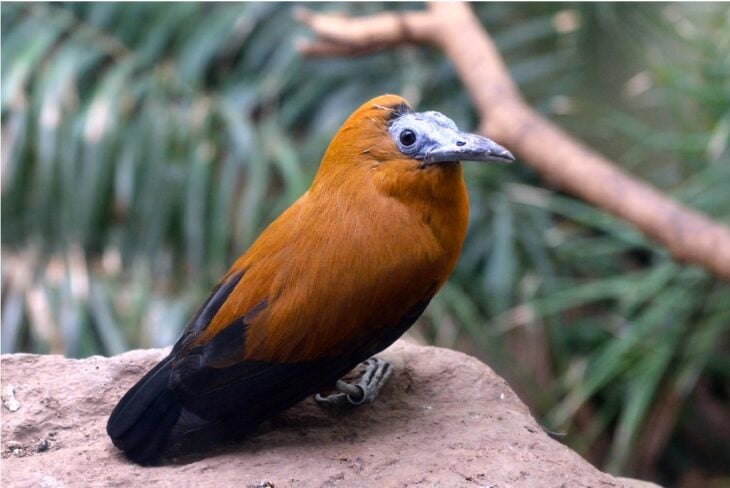 Capuchinbird