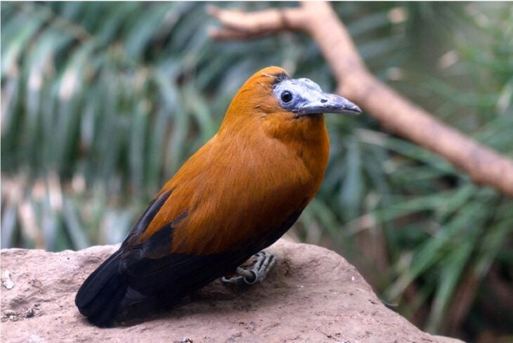 Capuchinbird