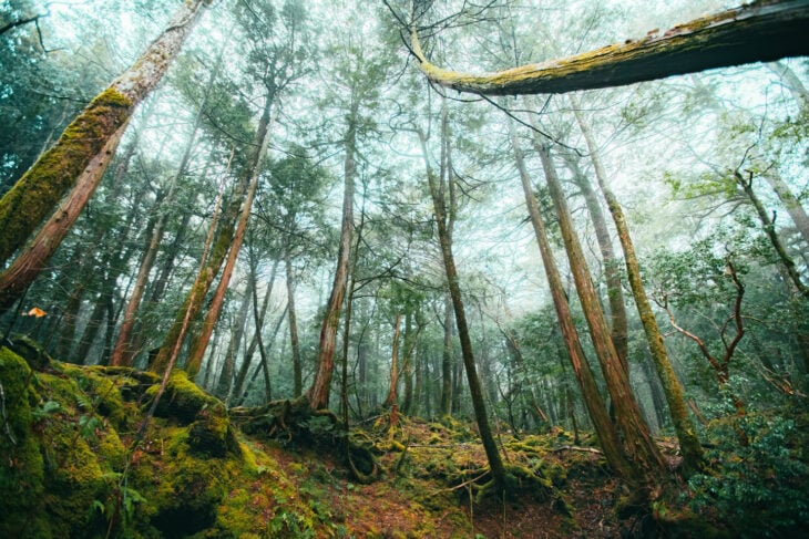 El bosque de Aokigahara