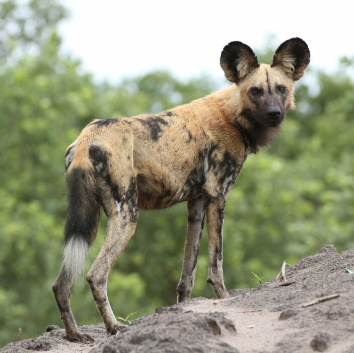 Perro salvaje africano