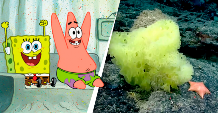 Cuanto Mide Bob Esponja En La Vida Real