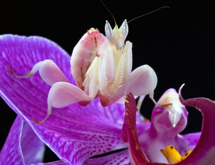 mantis orquidea