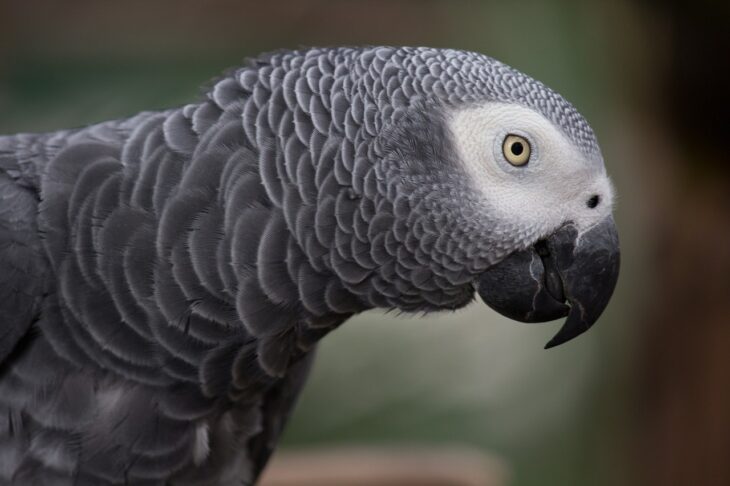 perico gris africano