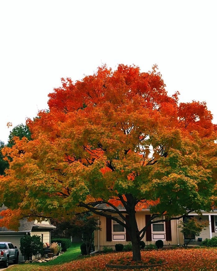 El árbol de vecino con gradiente