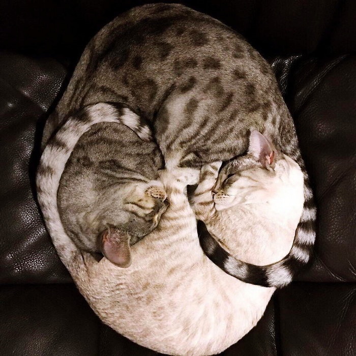 Gatos Ying Yang