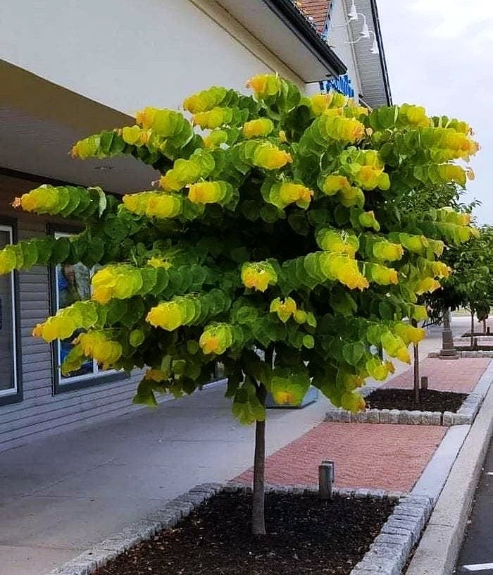 Las hojas de este árbol