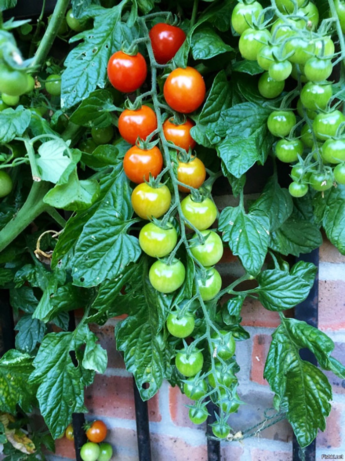 Tomates en gradiente