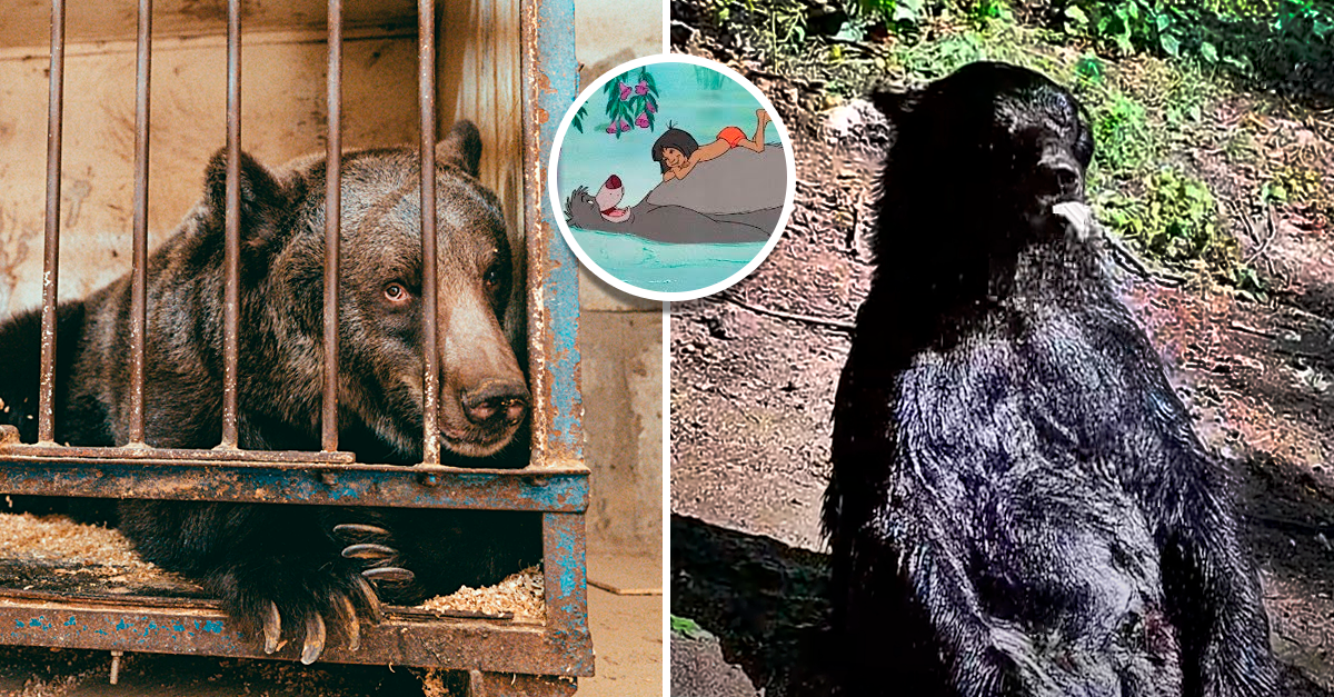 Oso se sienta a tomar el sol después de ser rescatado de un circo