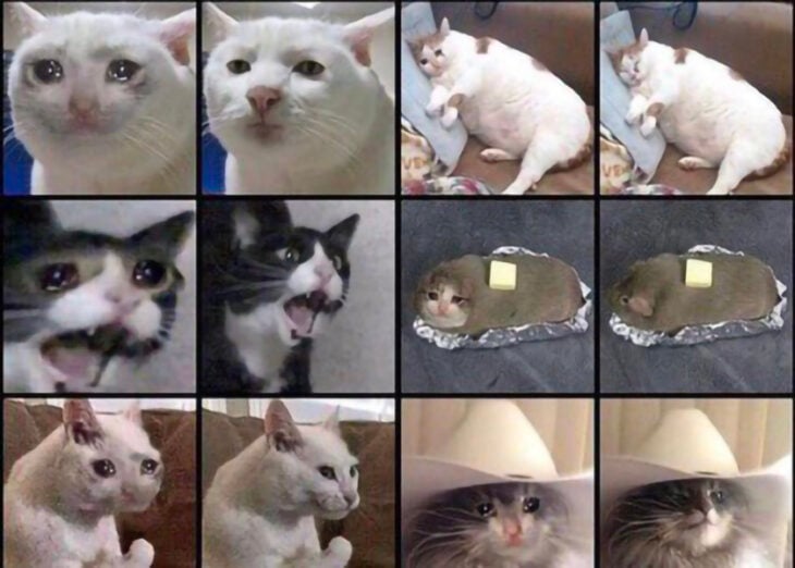 Caras de gatos