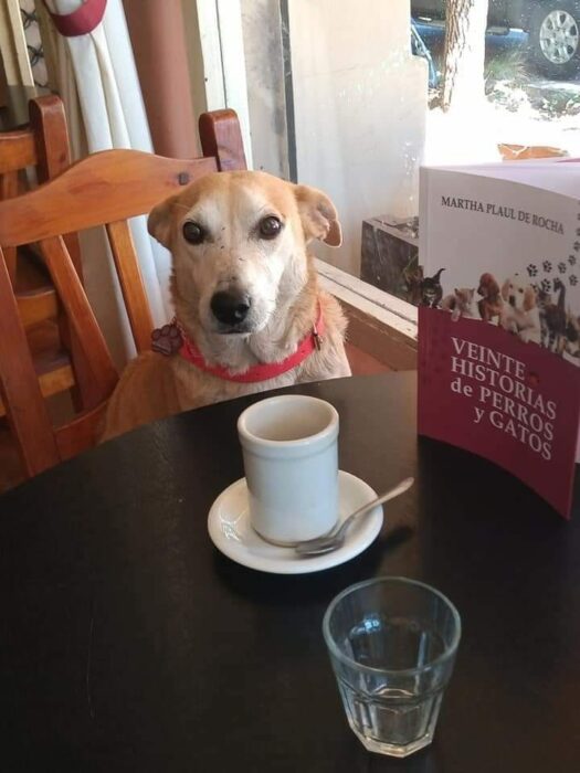 Corchito sentado a la mesa