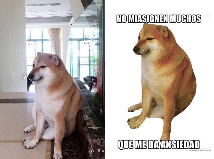 Perro amsioso