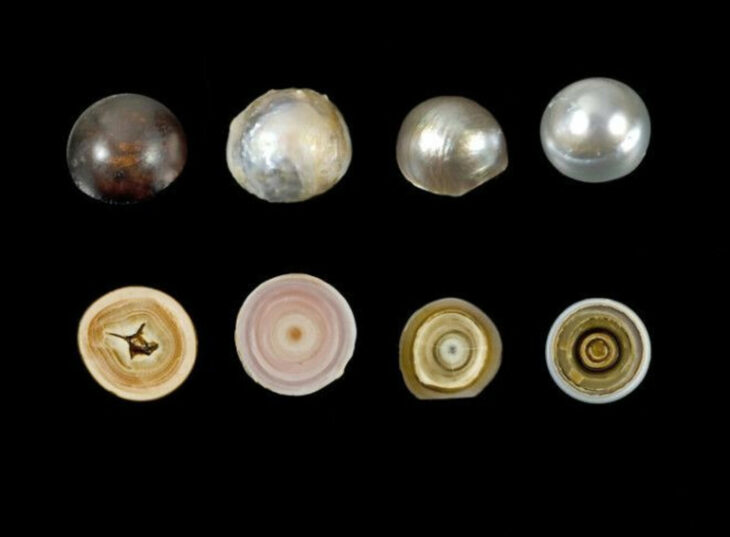 fotografía de varias perlas partidas a la mitad 