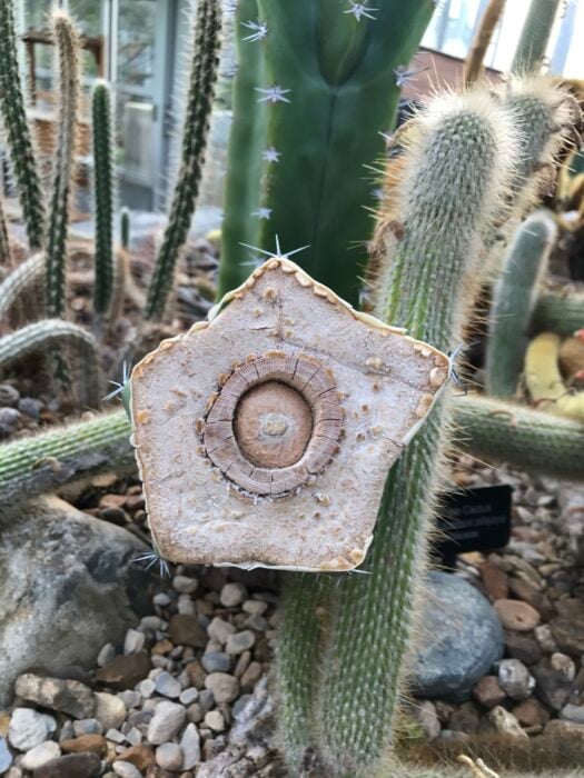 fotografía que muestra cómo es un cactus en su interior 