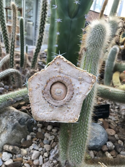 fotografía que muestra cómo es un cactus en su interior 