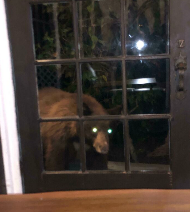 oso fotografiado de noche