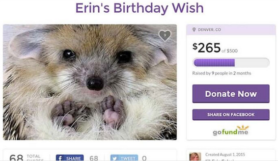 Una mujer de Denver desea adoptar este erizo y pidió 500 dólares en gofundme para este fin