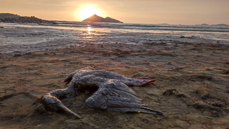 Ave muerta a la orilla del mar