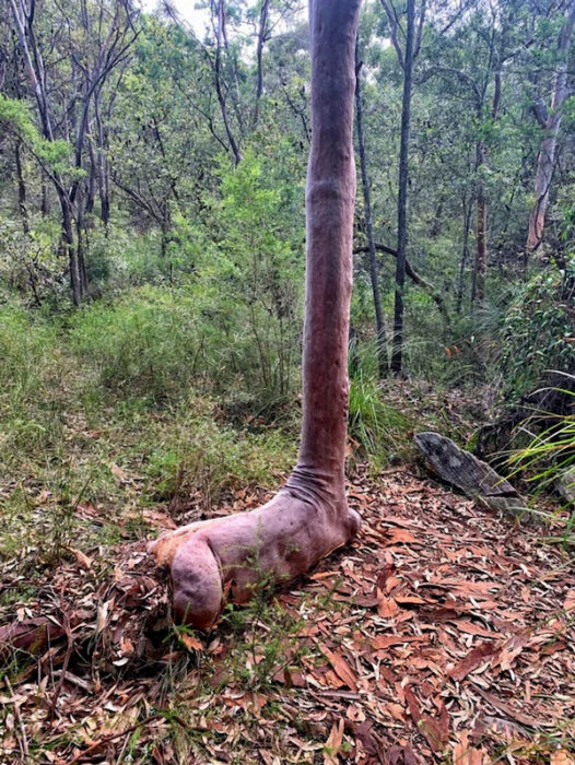 Árbol con cuello