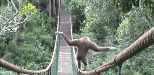mono en un puente; 18 Fobias extrañas que no sabías que existían y que quizá tengas