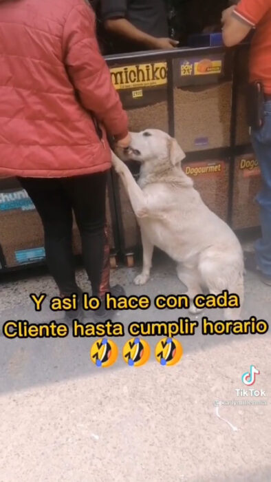 Perrito embustero