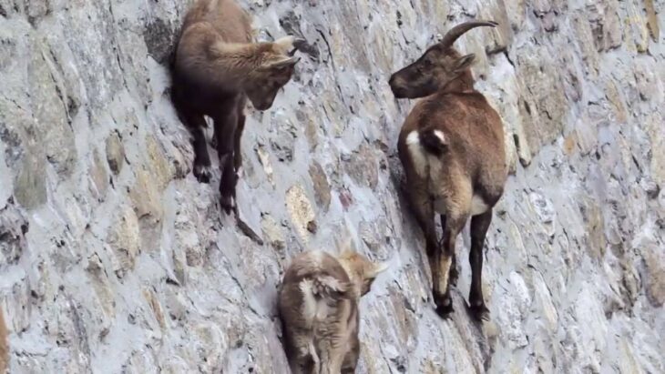 ibex capra cabras de los alpes