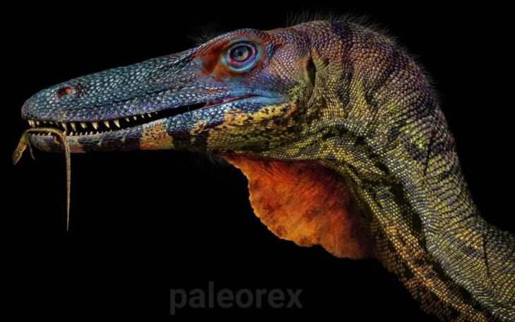 Coelophysis