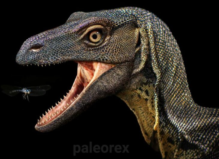 Eoraptor