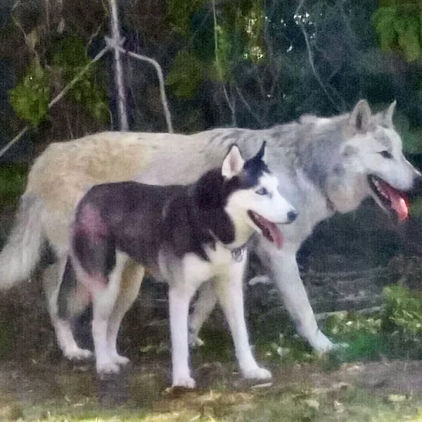 Lobo y Husky