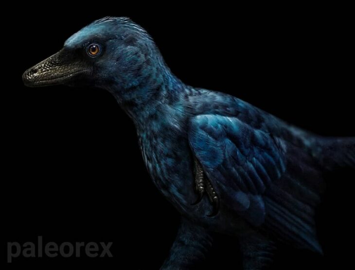 Microraptor