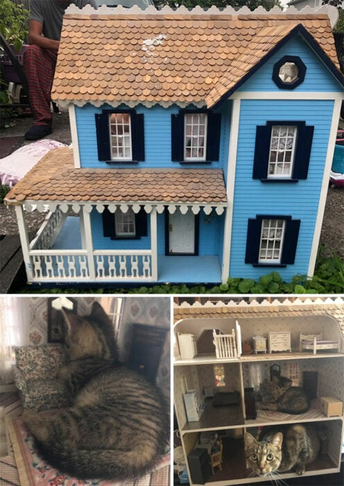 par de gatos dentro de una casa de muñecas 