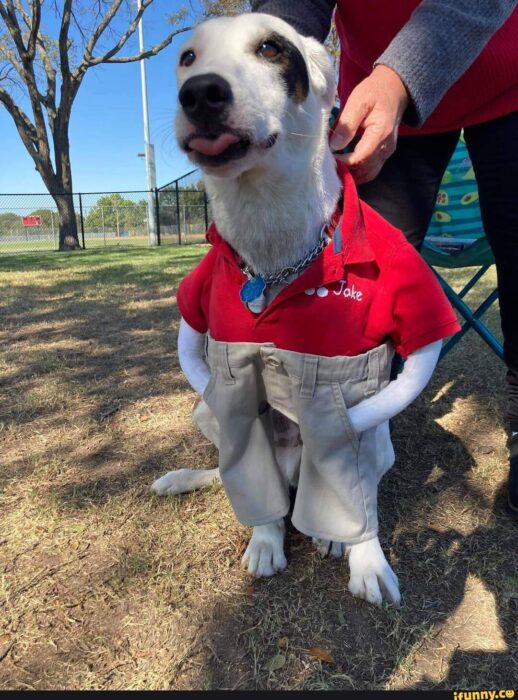 perro con un pantalón y camisa polo en color rojo 