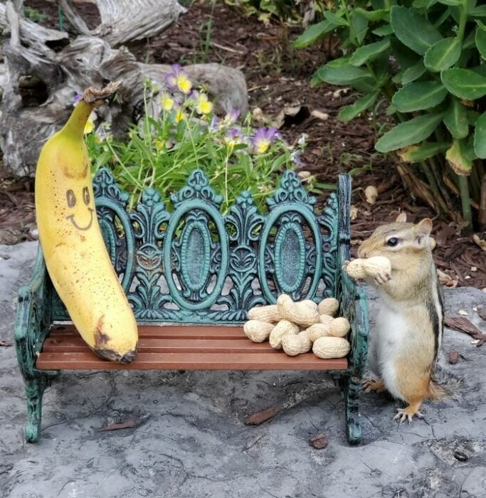 mini banca en el jardín con una banana y una ardilla con cacahuates 
