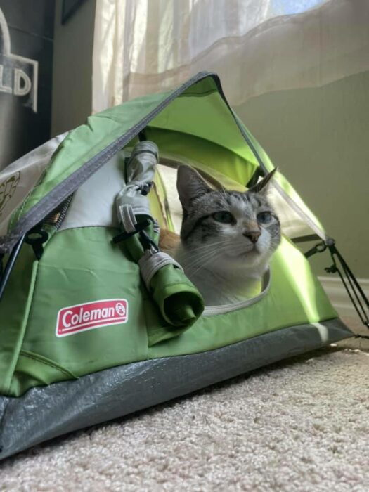 gato dentro de una casa de acampar mini 