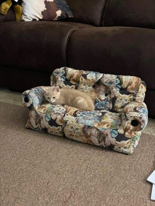 gato acostado en un pequeño sofá de con figuras de gatitos 