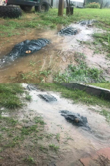 Caimán de juguete sobre un charco en el patio de una casa 