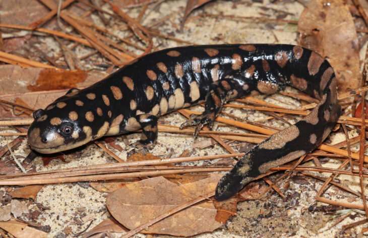 Salamandra