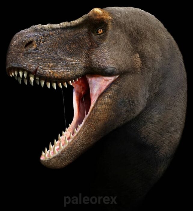 Tyrannosaurus Rex