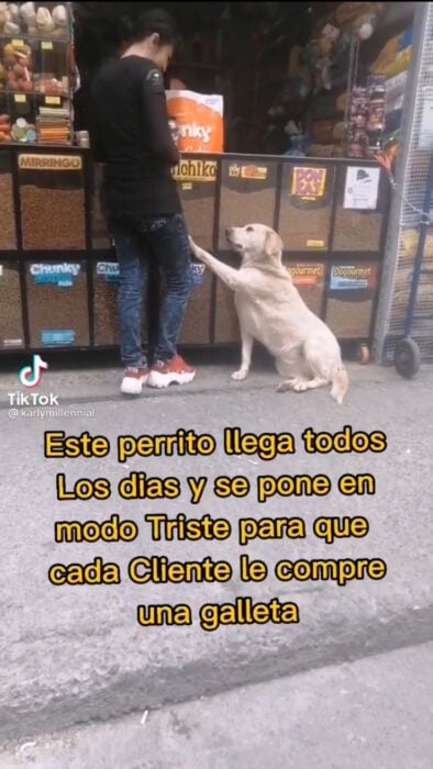 Perrito estafador