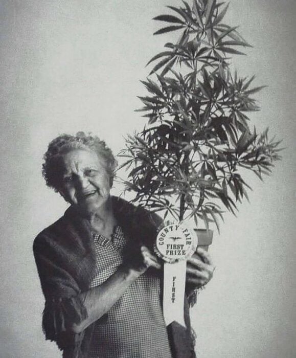 Abuelita con planta de marihuana ganadora