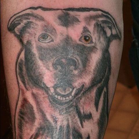 Perro estupefacto tatuaje