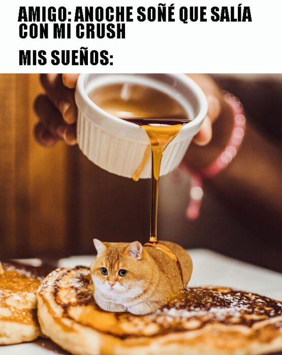 Gatos de desayuno