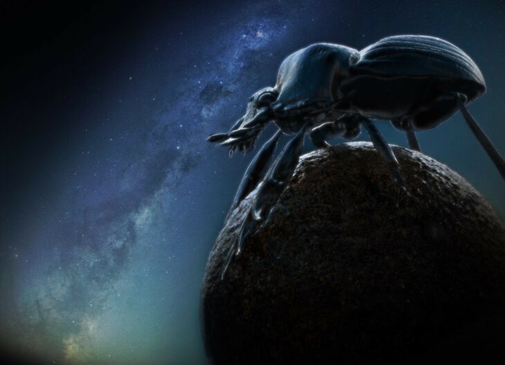 Escarabajo pelotero estrellado